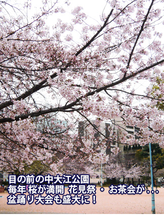目の前の中大江公園　毎年 桜が満開  花見祭 ・ お茶会が . . .　盆踊り大会も盛大に！